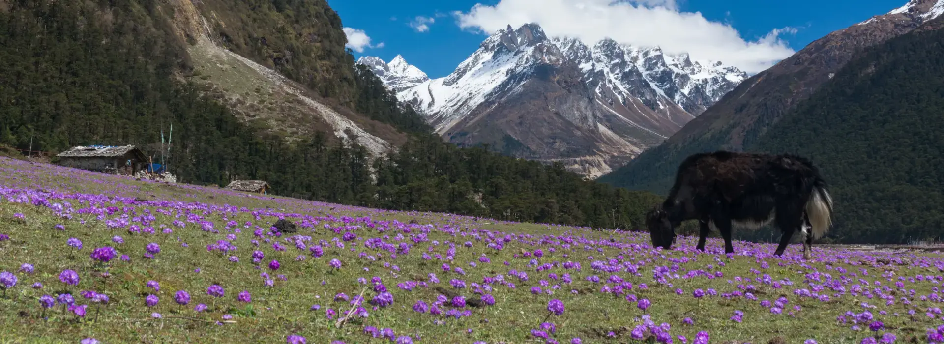 Yumthang Valley, Lachung Sikkim