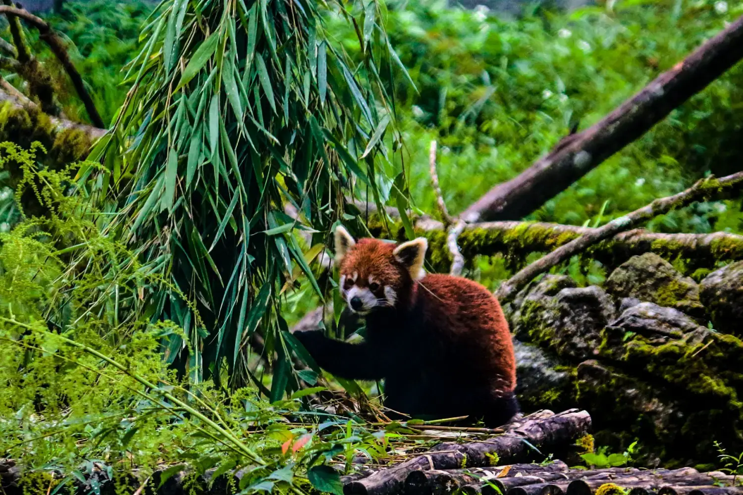 Himalayan Zoological Park-Popular Tourist Place in Gangtok