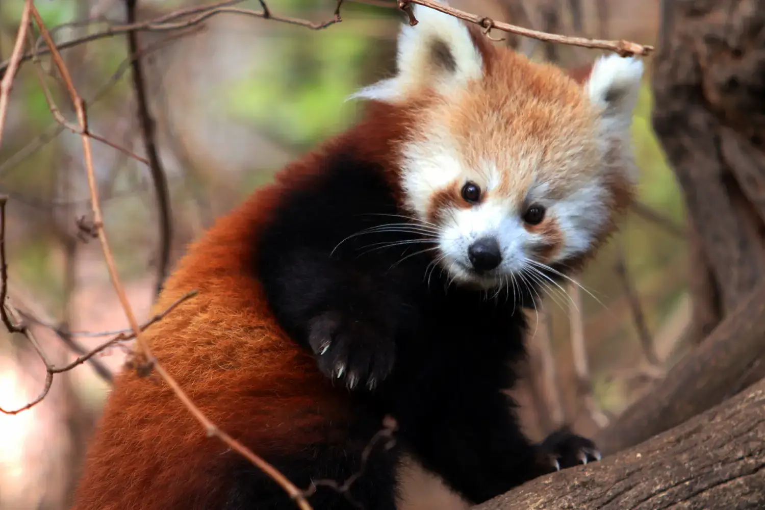 Sikkim Wildlife- Red Panda